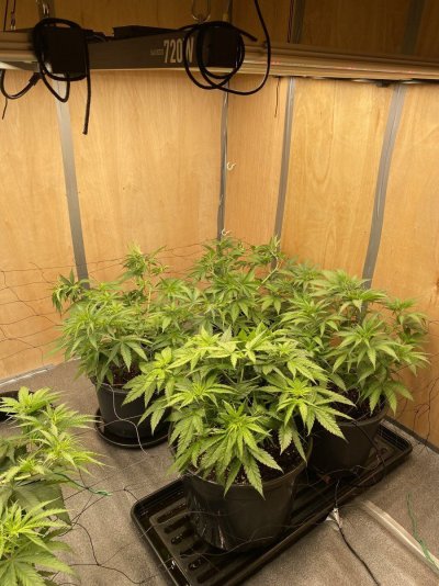 should-i-flip-not-a-big-stretch-strain.jpeg