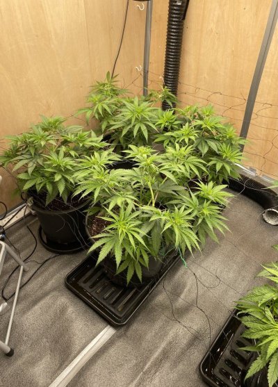 should-i-flip-not-a-big-stretch-strain-2.jpeg