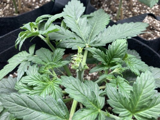 Should I be trimming any of these leaves  ?