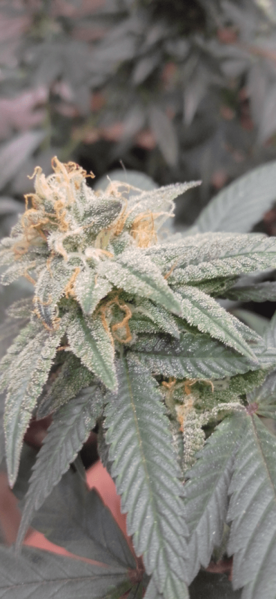 Flowering week 6 does it look right.
