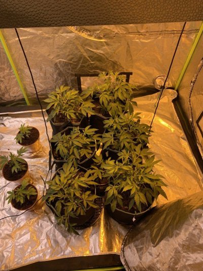 My little babies how do they look