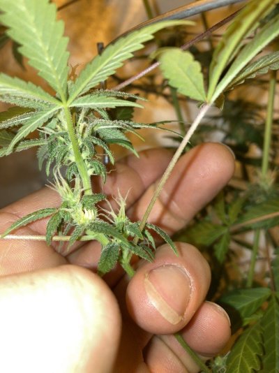 Perpetual Grow in Alaska V3