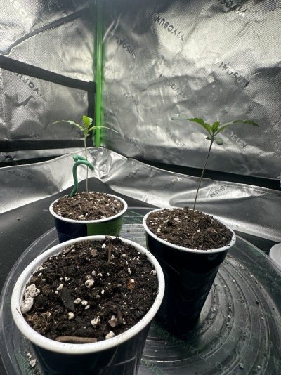 seedling-wont-open-and-stem-twisted-2.jpeg