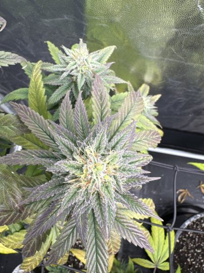 First grow attempt- 4 Runtz Photos