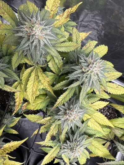First grow attempt- 4 Runtz Photos