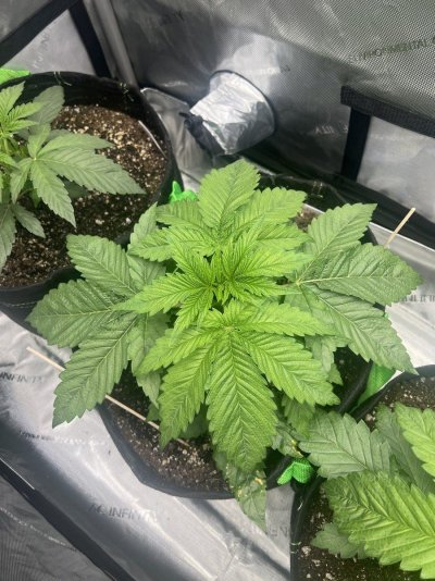 Fox Farms soil and which one should I get?