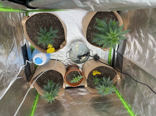First grow attempt- 4 Runtz Photos