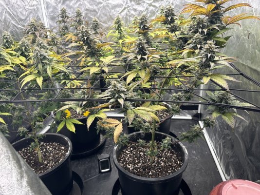 First grow attempt- 4 Runtz Photos