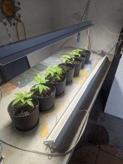 2-purple-ghost-candy--2-lsd--2-original-glue-and-1-critical-20-auto-germinated-in-dirt-on-st-p-2.jpg