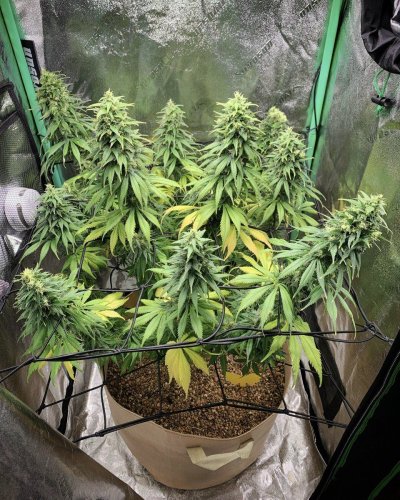 Spider Farmer LED Grow