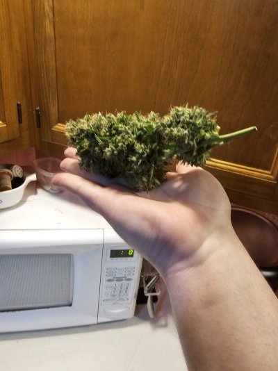 About to get into growing, could use some advice