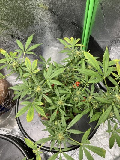 What deficiency am I lacking help