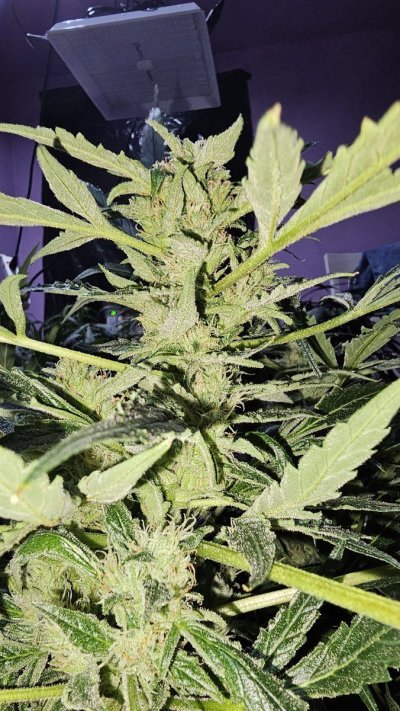 ethos-bello-y-dulce-auto-83-days-dwc-when-to-harvest-2.jpg