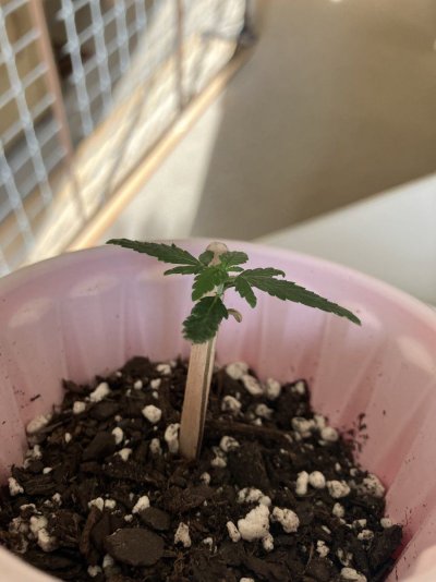Seedlings health questions A Z