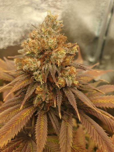 Indoor grow diary. 3rd grow