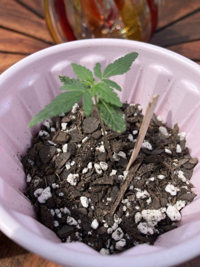 IMG_0192.jpeg