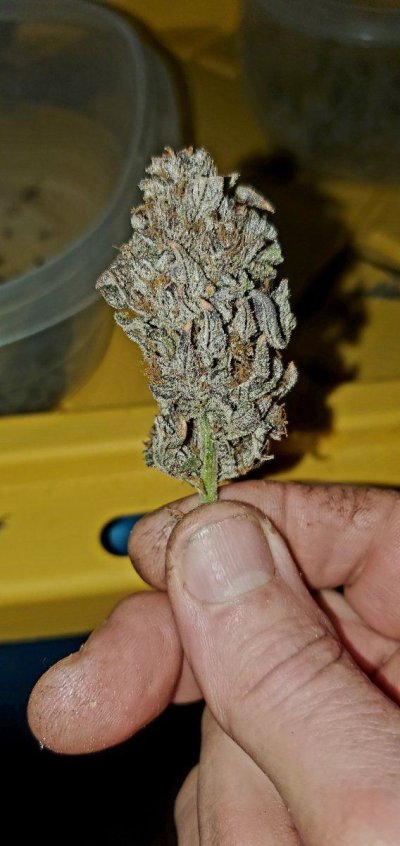 Let's See Your Frostiest Flowers