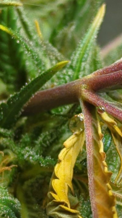 Seedsman Seeds Grows Lets Show Em! 😋
