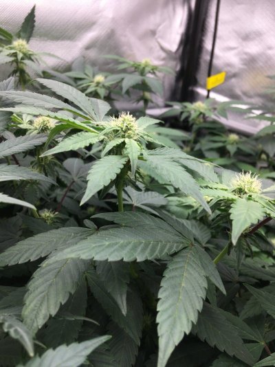 2nd grow - Trustfall’s Red Velvet
