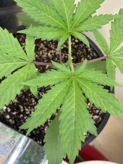Please help diagnose what deficiencies these ladies have...