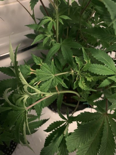 Underfeeding or overfeeding? Canna coco