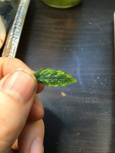 Fucked up plant, not many theories..