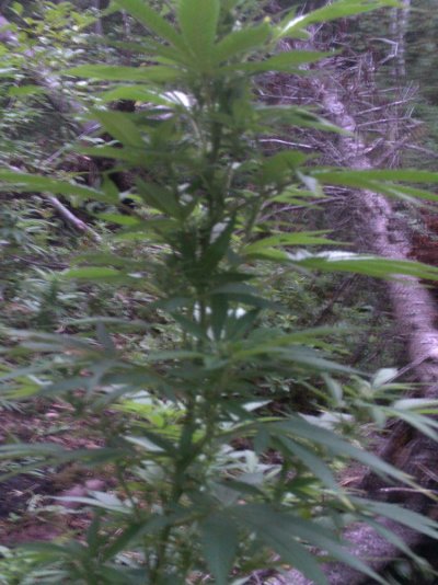 outdoor plants updated from 8-24-11 026.JPG