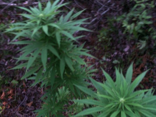 outdoor plants updated from 8-24-11 043.JPG