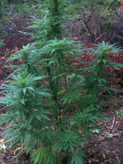 outdoor plants updated from 8-24-11 029.JPG