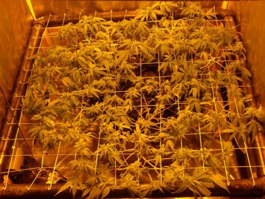 scrog photos flowering photos updated 014.JPG