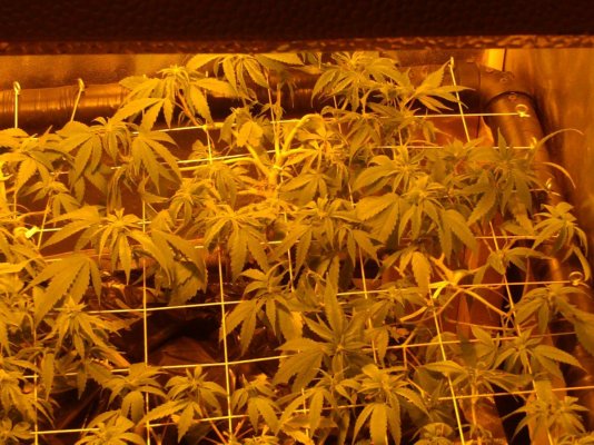 scrog photos flowering photos updated 015.JPG