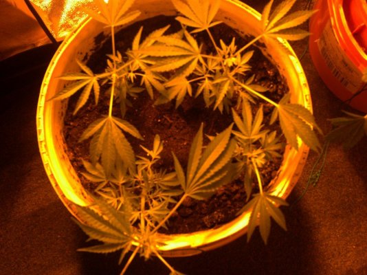 scrog photos flowering photos updated 029.JPG
