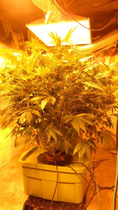 Deadhead OG@ 67