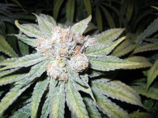 4000w Purple Kush, Skywalker, and White Russian Medical Grow
