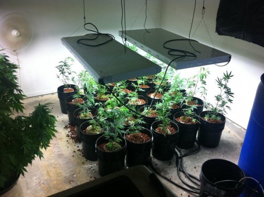 a-veg buckets full.jpg