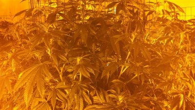 sourkush wk2.jpg