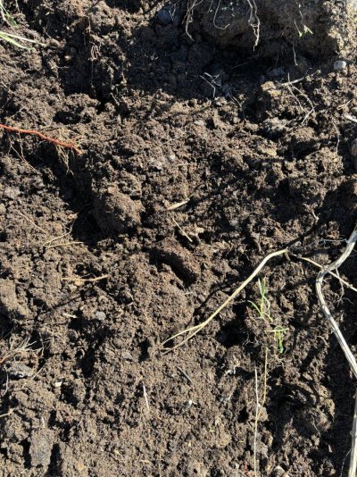 Soil for my outside grow I need help