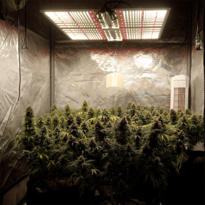 FB@Kelly Drake-sf4000 5th day of week 8 of flower(1).png