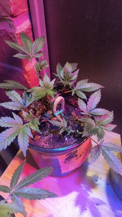 thashack-whats-insidegolden-putangx2-strawberry-tiramisublazing-swordgreen-crack-x3-blueberry--2.jpg