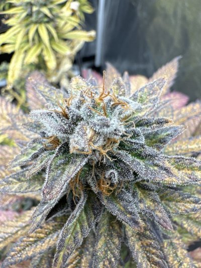 First grow attempt- 4 Runtz Photos