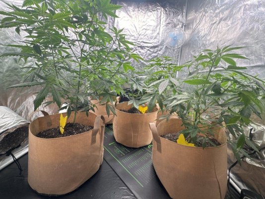First grow attempt- 4 Runtz Photos