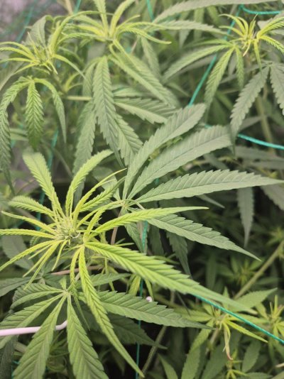 are light green leafs ok