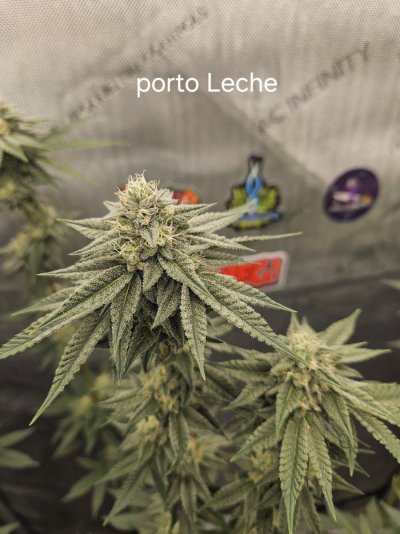 Exotic genetix grow under the ks3000