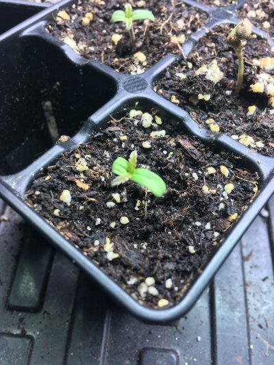 Seedlings! Show your babies!!! 😆