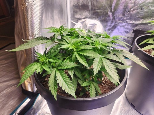 Leaves curling with a yellowish and glossy looking tint