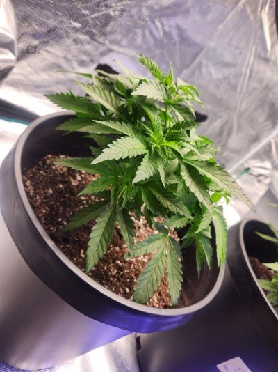 Leaves curling with a yellowish and glossy looking tint