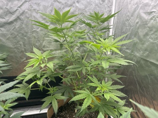 First grow attempt- 4 Runtz Photos