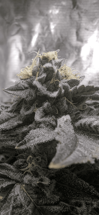 Let's See Your Frostiest Flowers