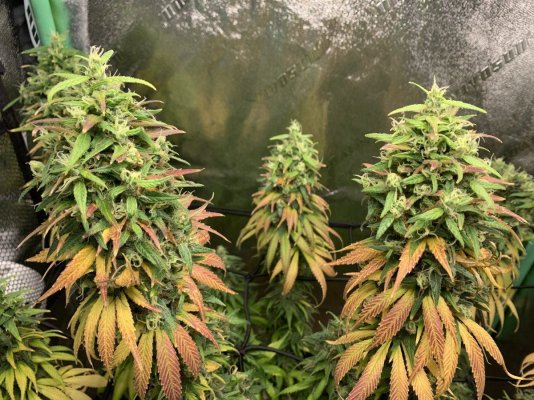 Looking for input. How much more time before my plant is at its peak based on these photos?
