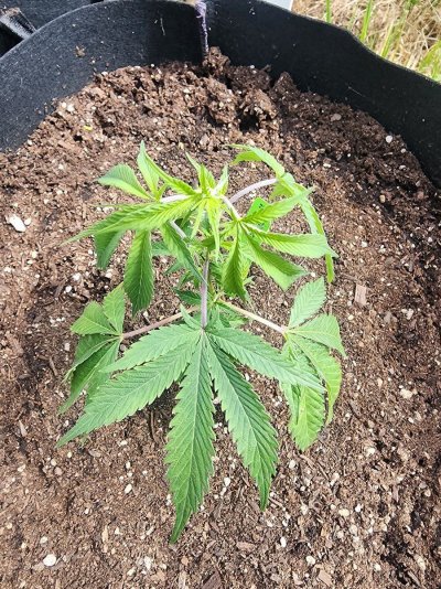 2024-outdoor-grow-setup-beginner-grower-19.jpg